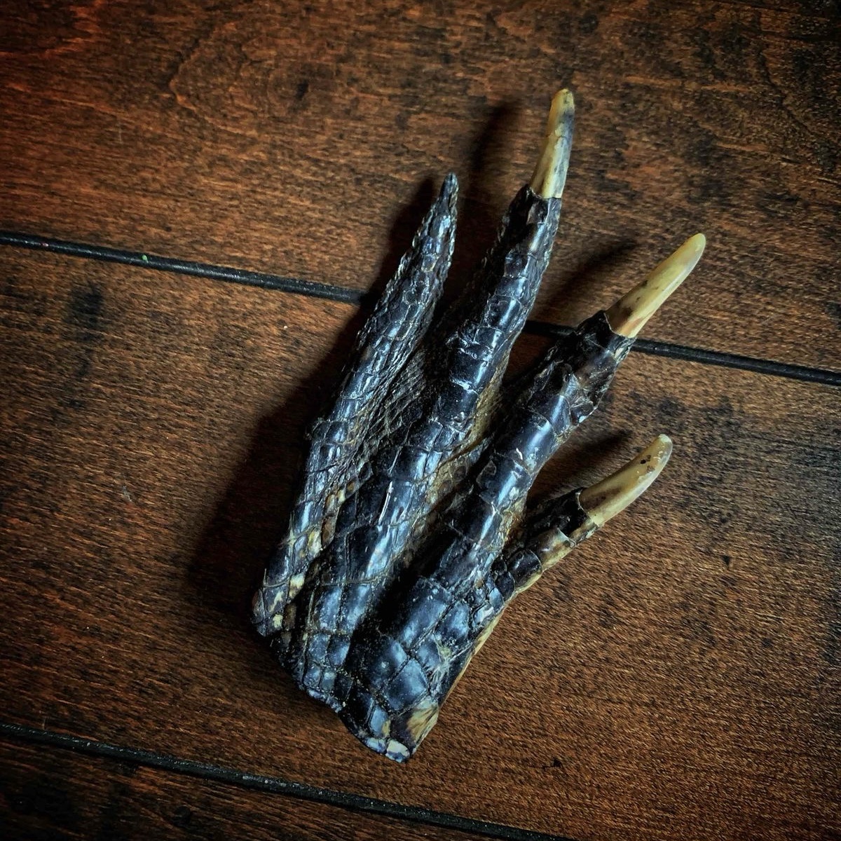 Alligator foot